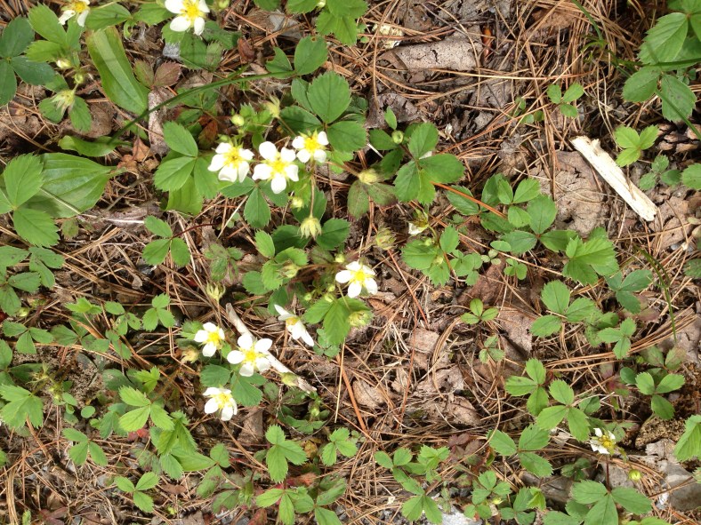 Wild strawberry flowers