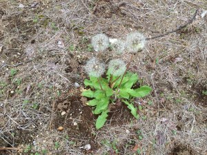Dandelion puffs