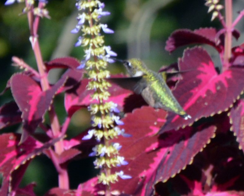 Feeding at the Flowers